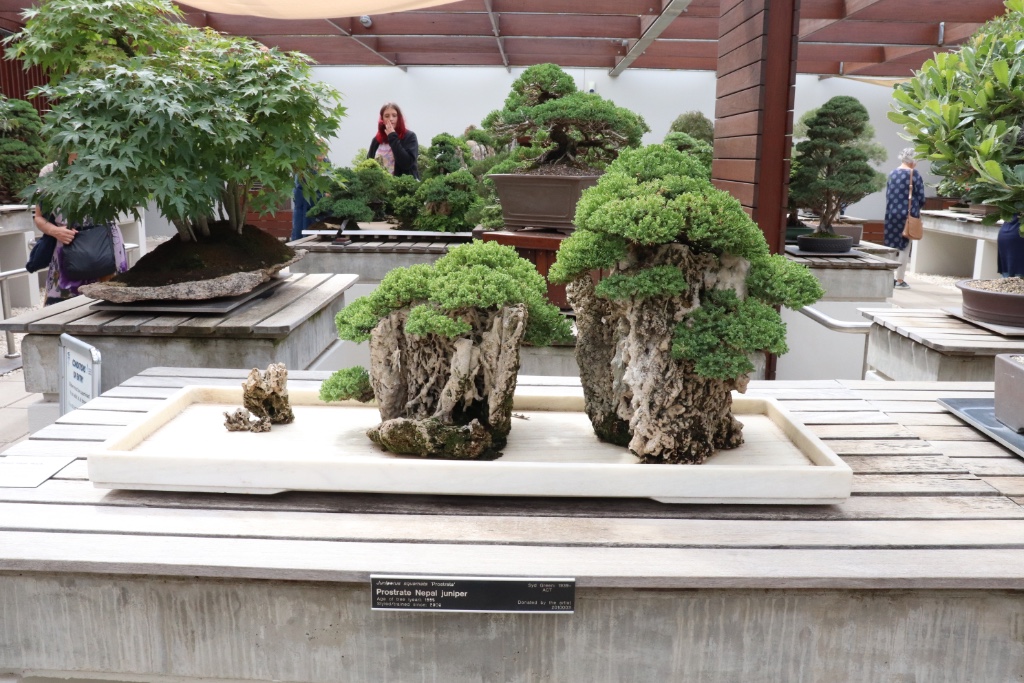 Bonsai_Collection_16.JPG