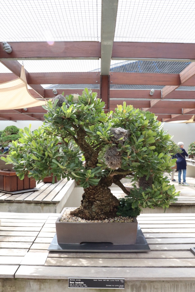 Von der Banksia serrata waren wir total begeistert, was für eine irre Baumart! Und phantastisch als Bonsai