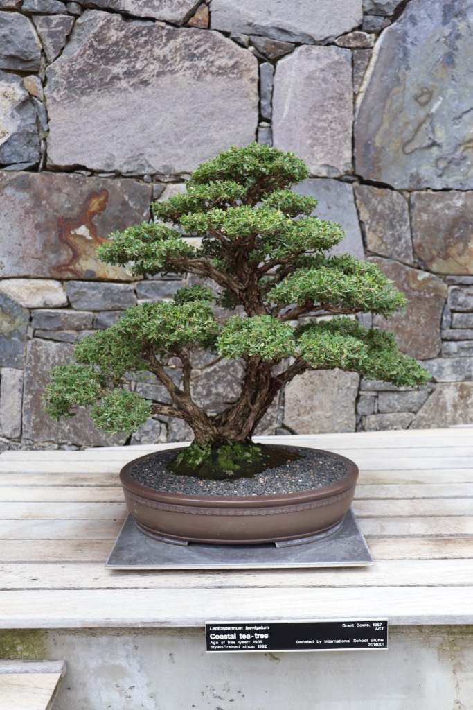Bonsai_Collection_33.JPG