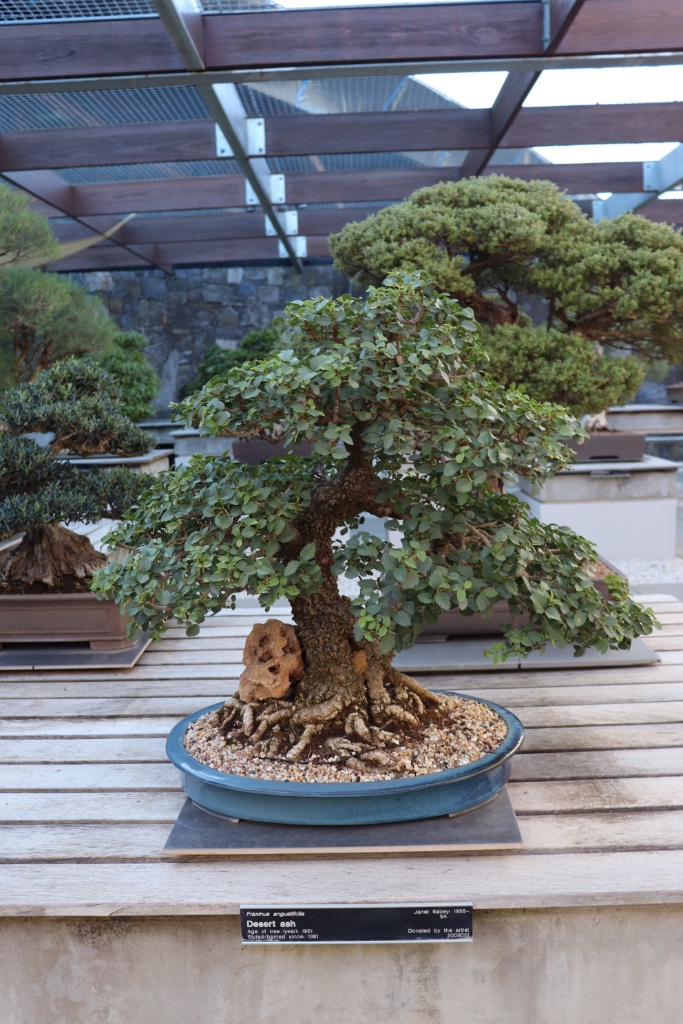 Bonsai_Collection_46.JPG