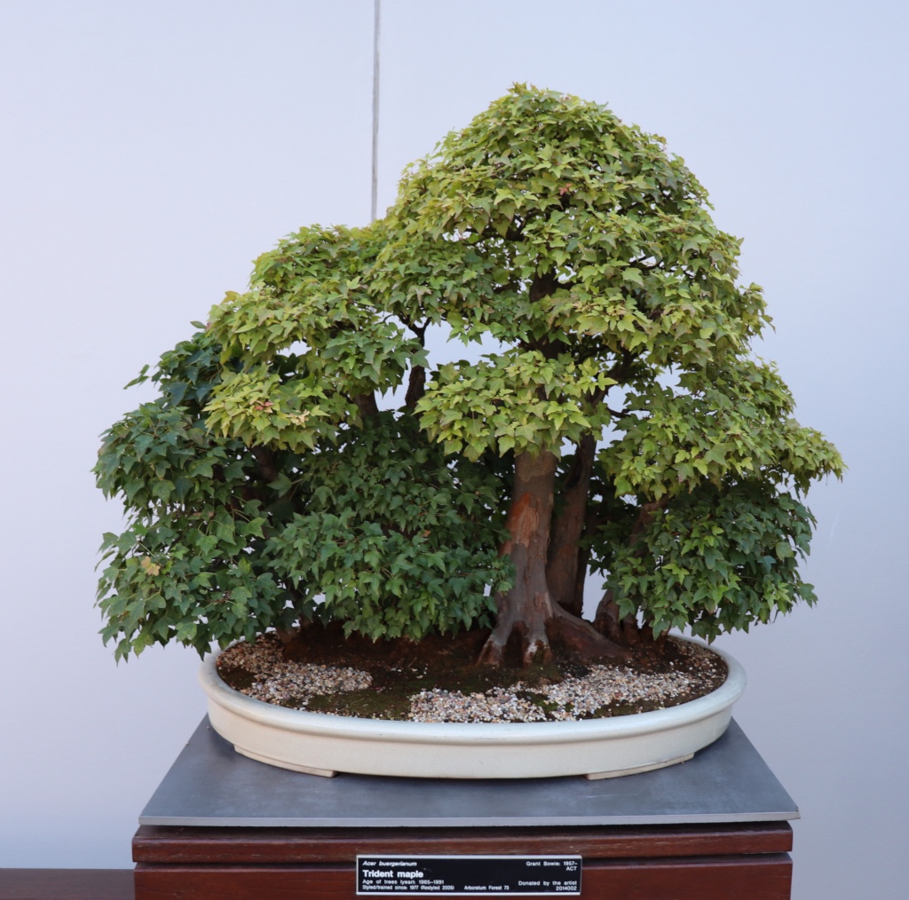 Bonsai_Collection_49_2.jpg