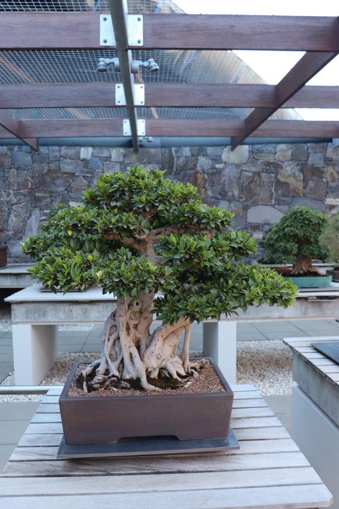 Bonsai_Collection_52.JPG
