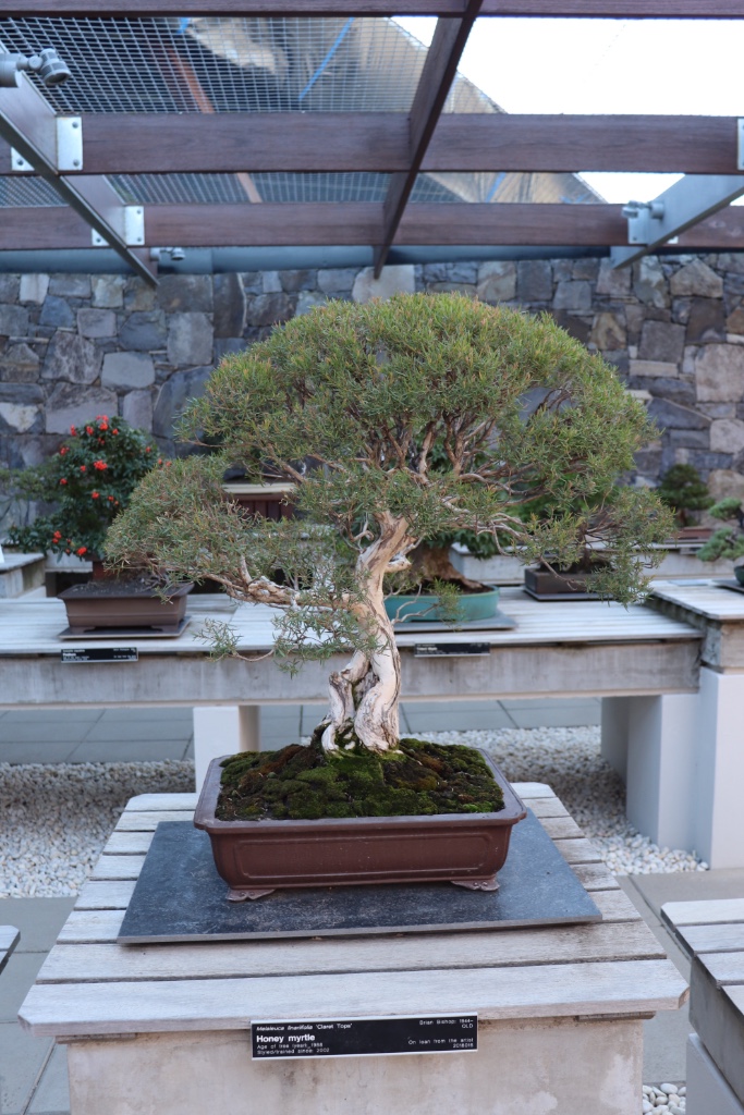 Bonsai_Collection_53.JPG