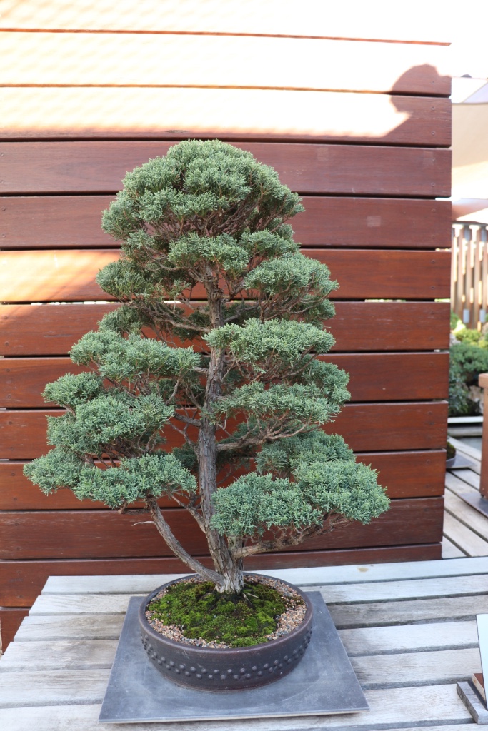 Bonsai_Collection_76.JPG