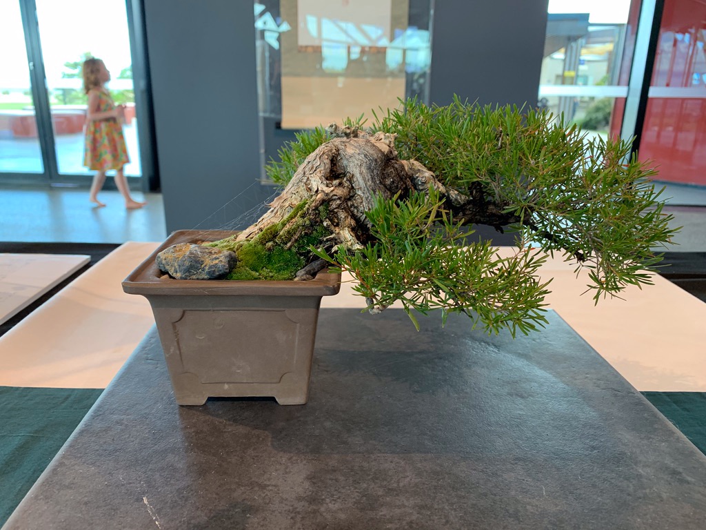 Burgan (Kunzea ericoides) Shohin