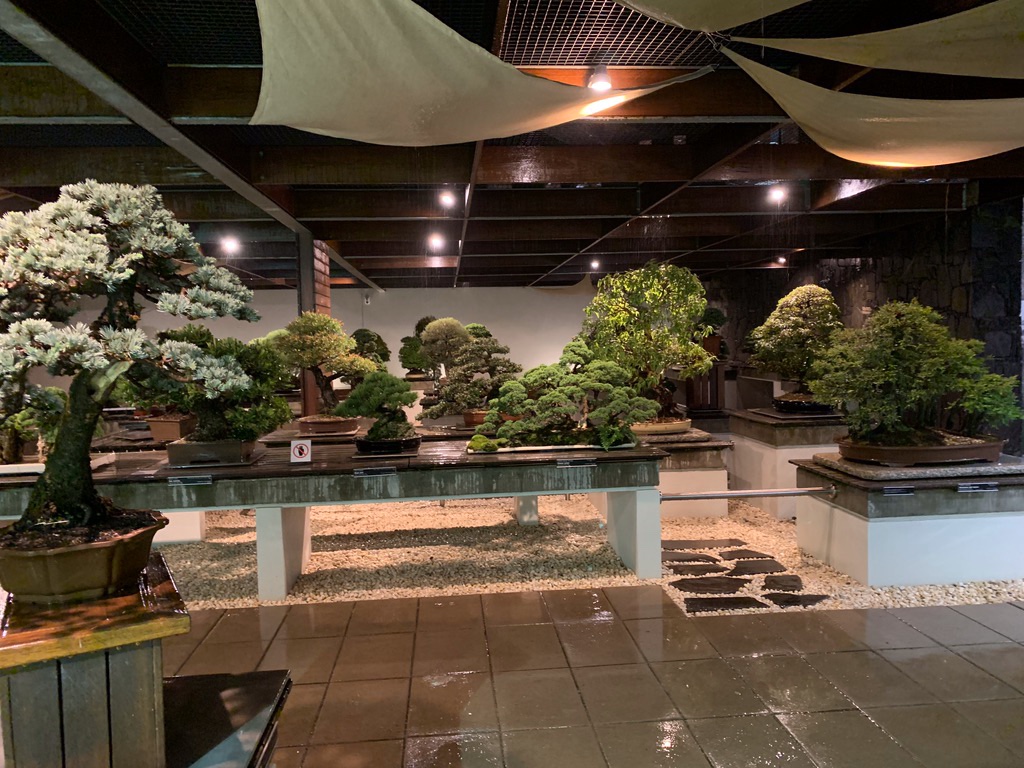 Bonsai_Collection_124.jpg