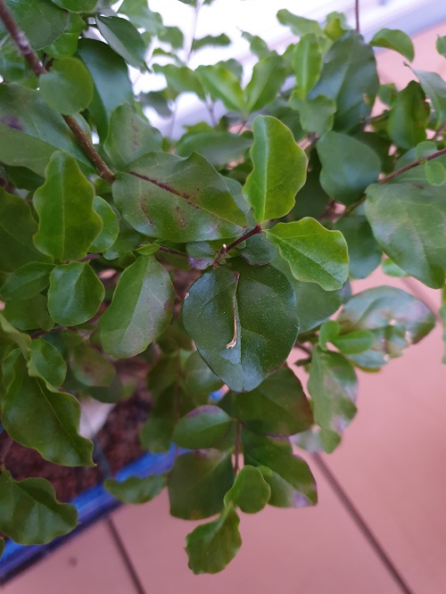 20190601_212052.jpg
