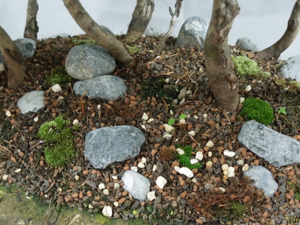 DSCN1301.JPG