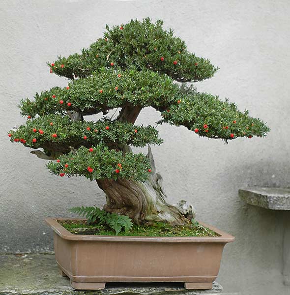 Jap. Eibe