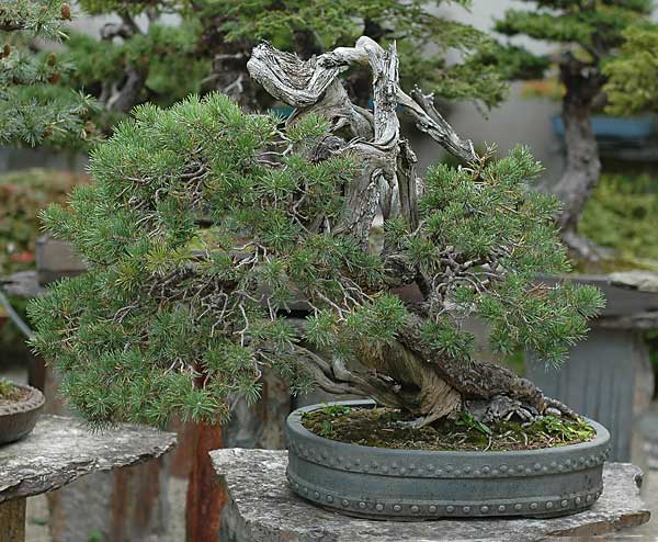 Sylvestris