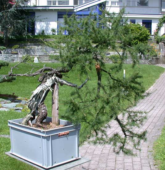 larix-decidua.jpg