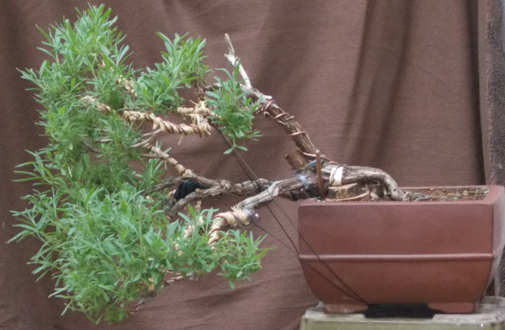 DSCN3815.jpg