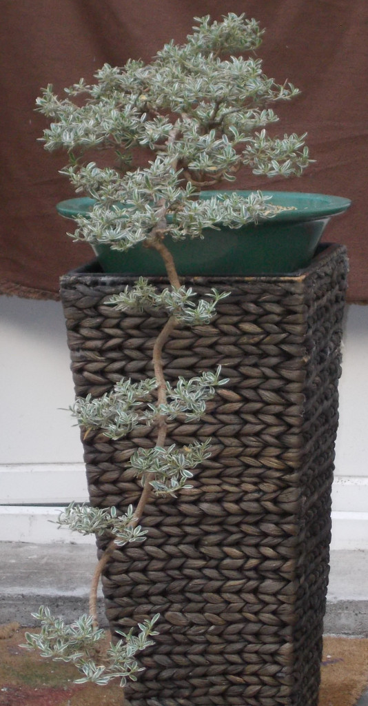 DSCN3826.jpg