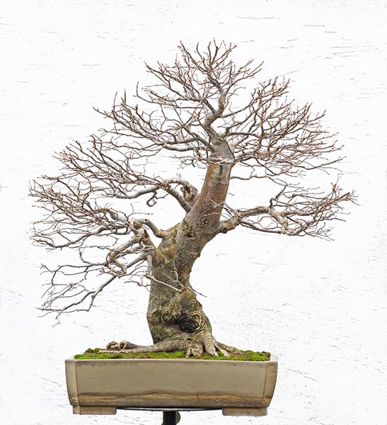 2009-11-NSC_8672v.jpg