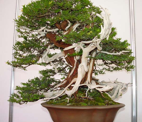 taxus02b.jpg