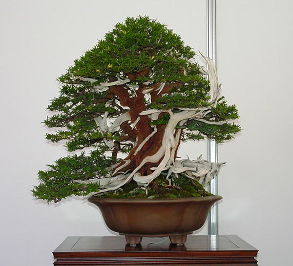 taxus02.jpg