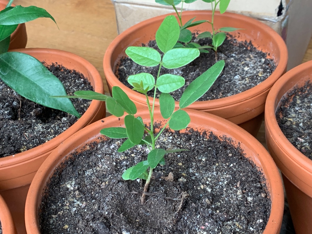 Bolusanthus