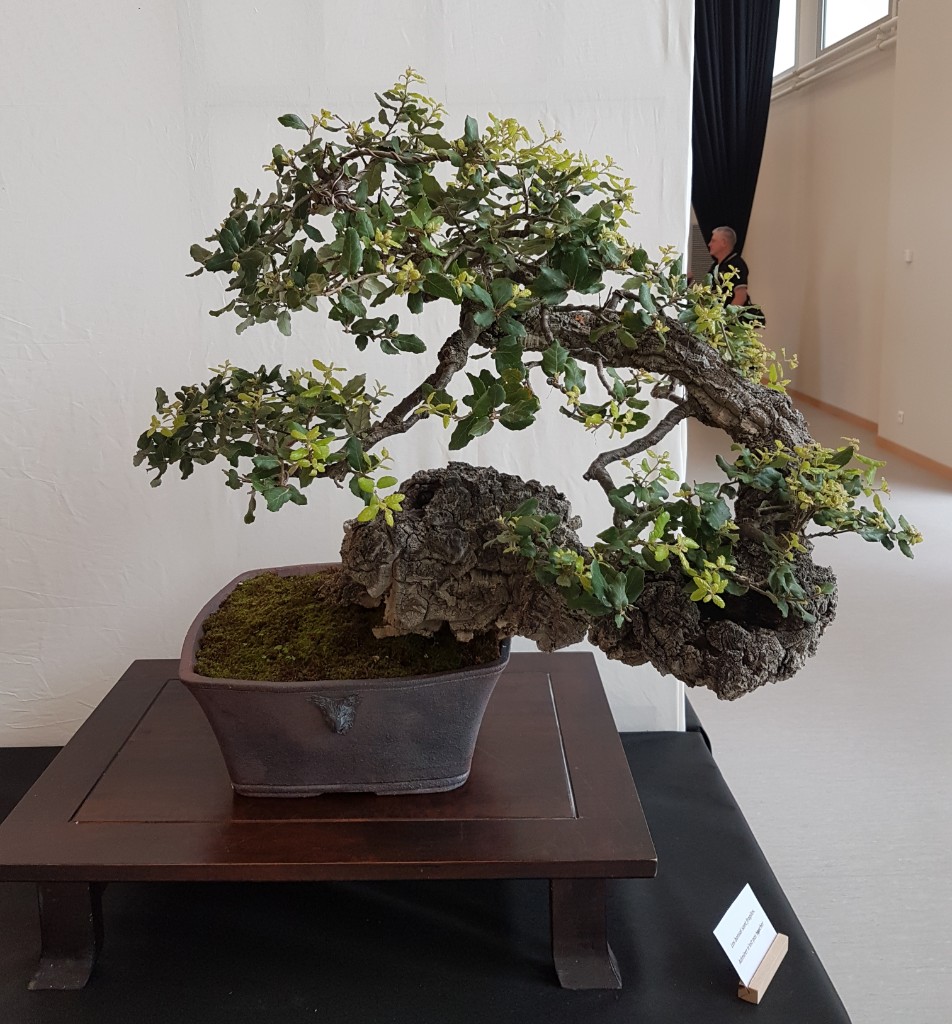 20190611_221508.jpg