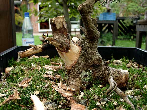 Um Holzfasern zu ziehen war der Aststumpf schon zu trocken.