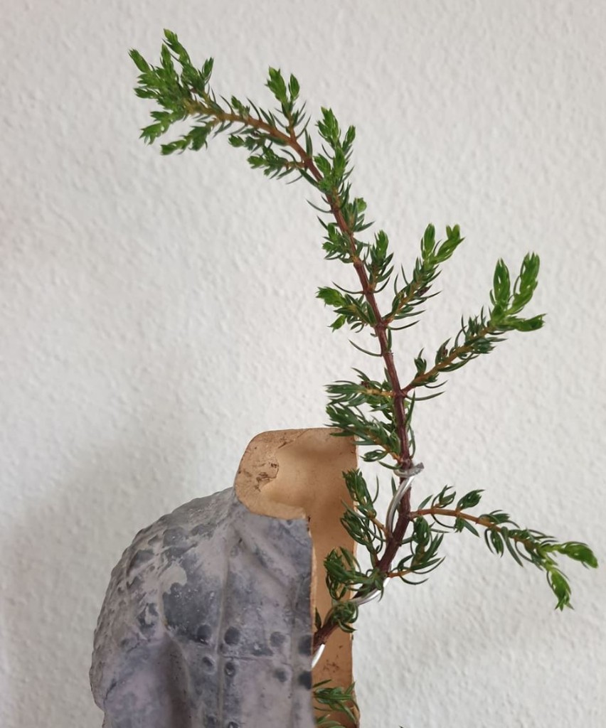 spitze low.JPG