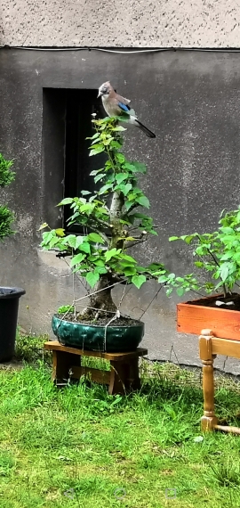 001_06_2019_Eichelhäher.jpg