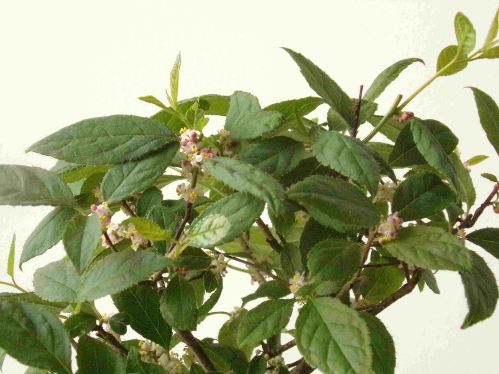 männliche Blüten und -Knospen.jpg