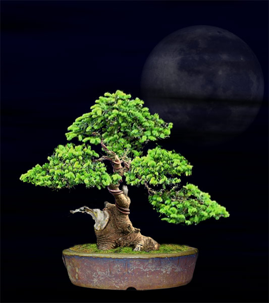 Jin reduziert