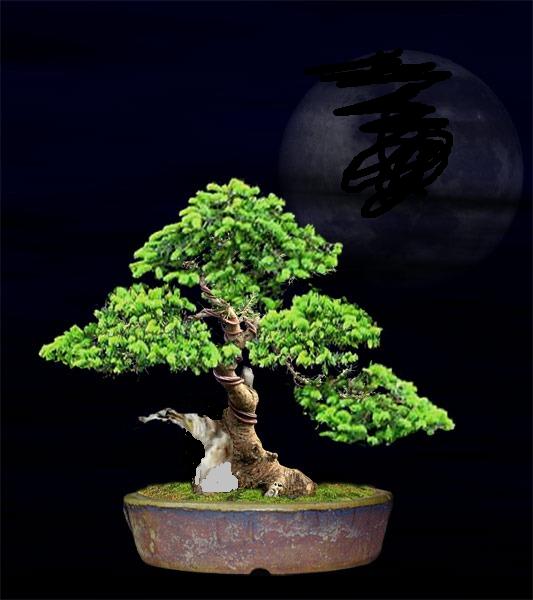 virtual-fichte-schmaler-jin.2jpg.jpg