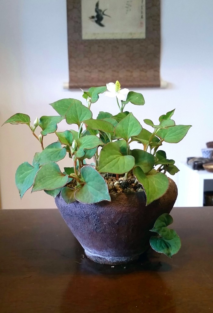 2019-06-16 15.24.49.jpg