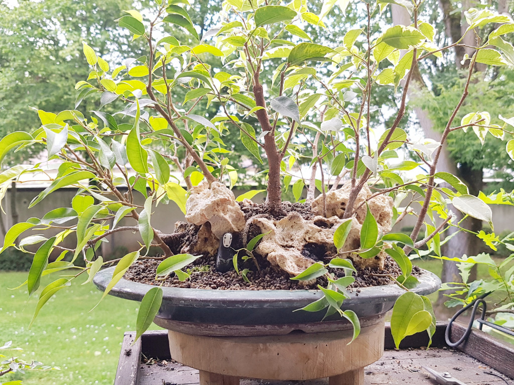 20190616_165538.jpg