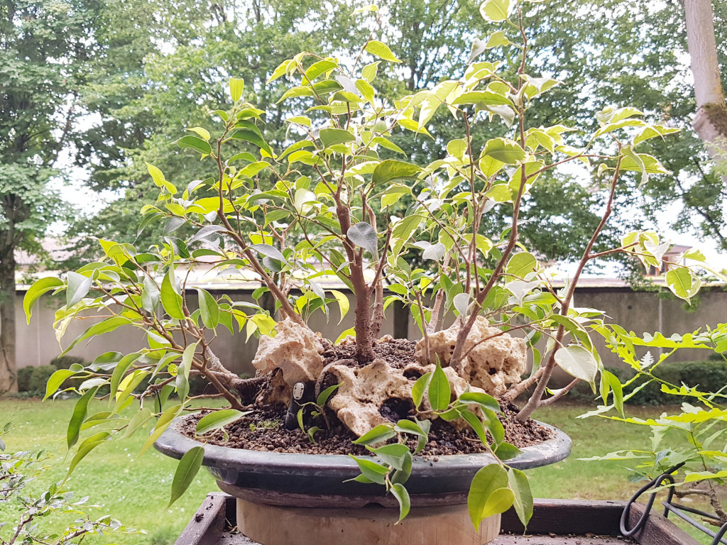 20190616_165602.jpg