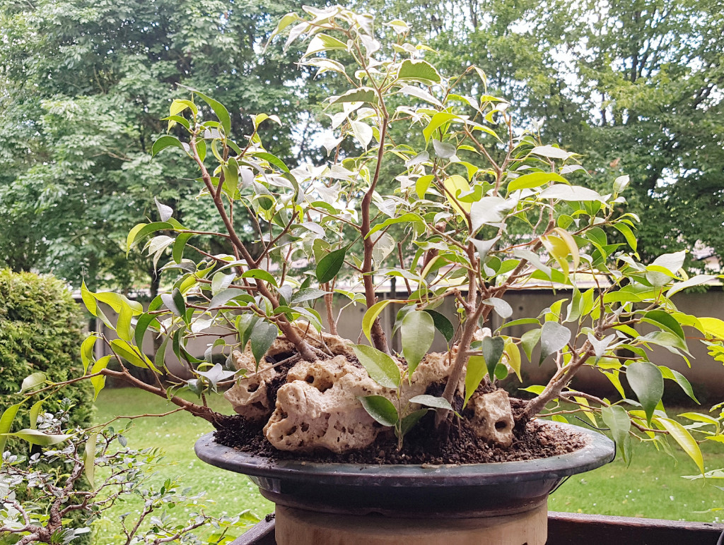 20190616_165237.jpg