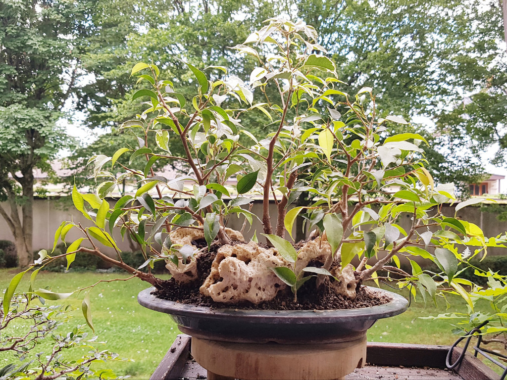 20190616_165304.jpg