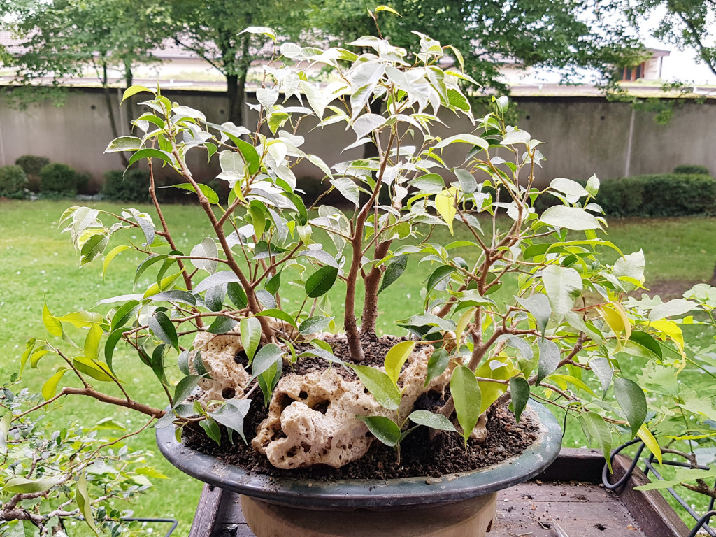 20190616_165057.jpg