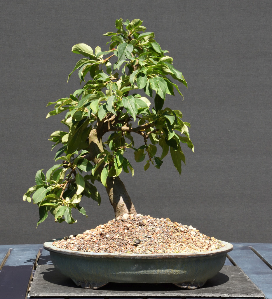 Red Jade Juni 2019