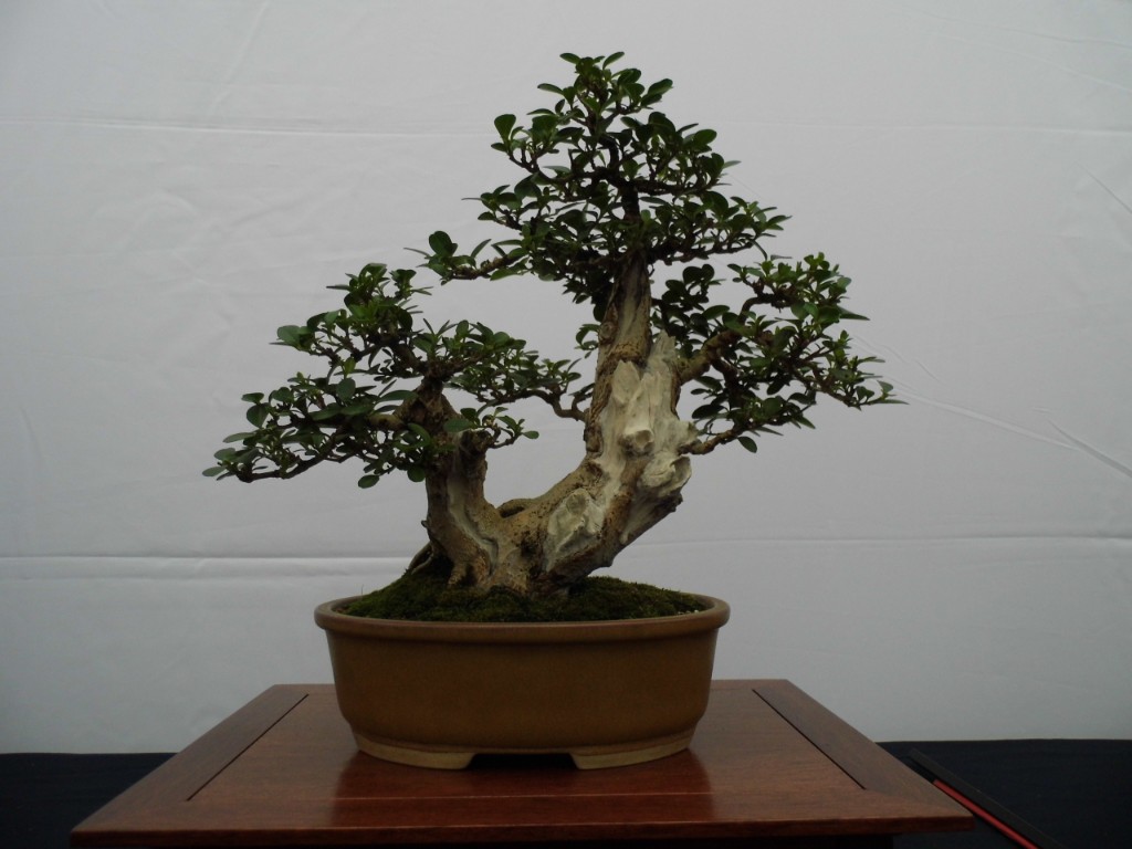 P1010847.JPG