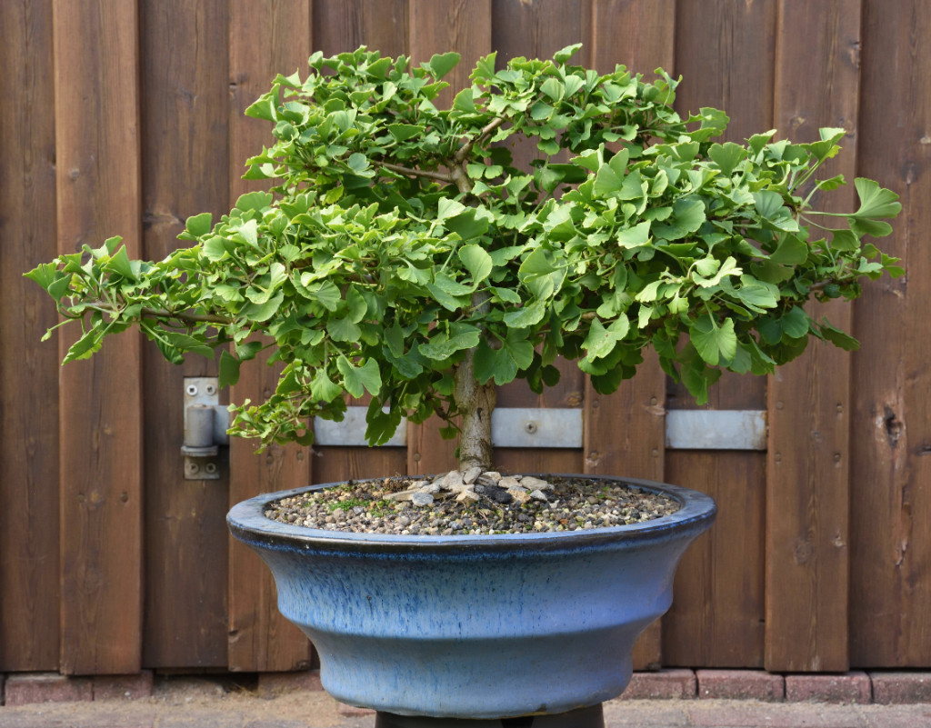 Ginkgo