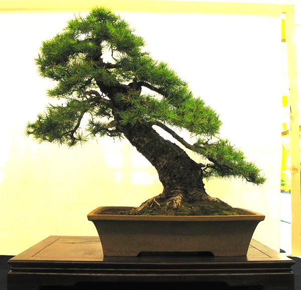 Larix