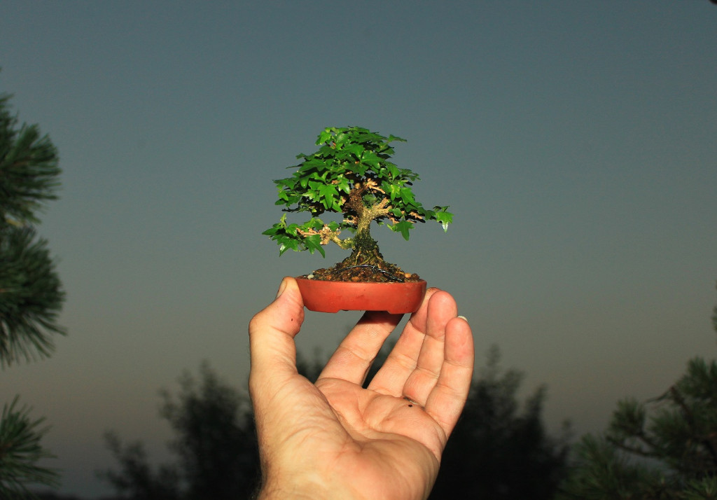 premna mini 2019.JPG