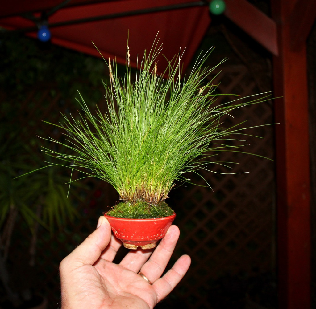 Haldengras 2019.JPG