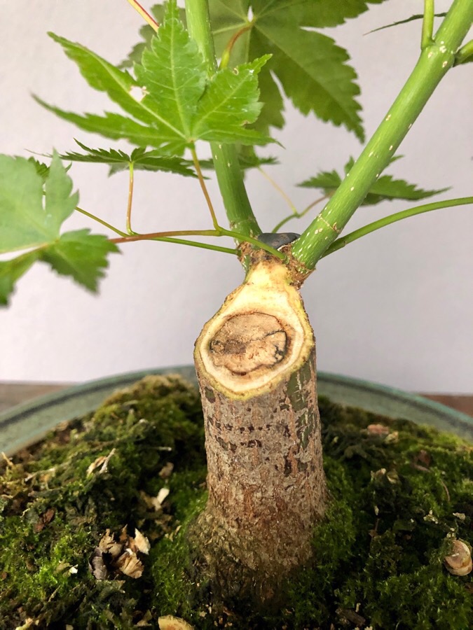20. Juni 2019