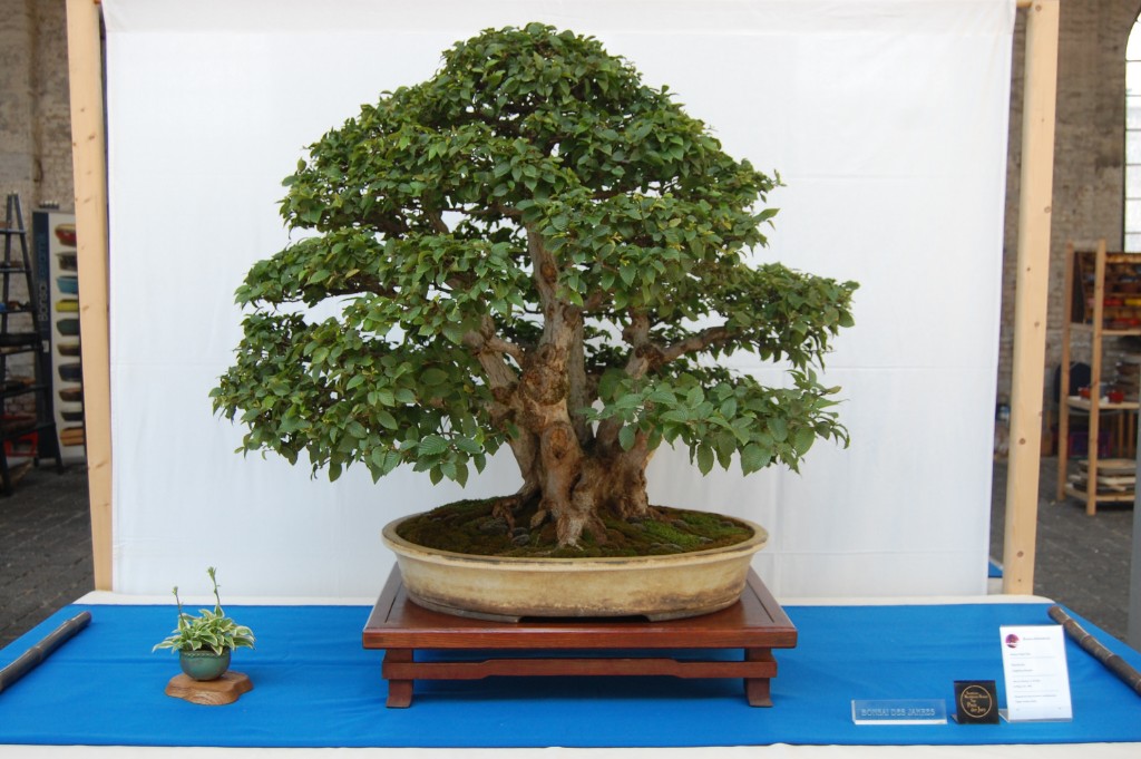 Hainbuche