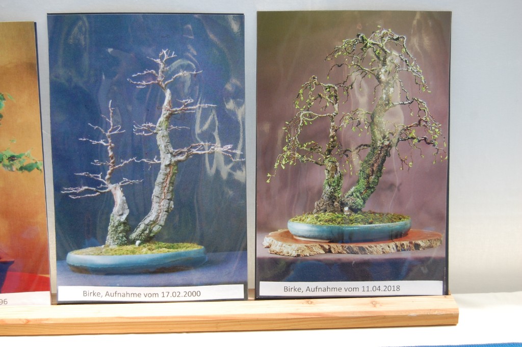 3 und 4 Gestaltungsbilder der Sandbirke