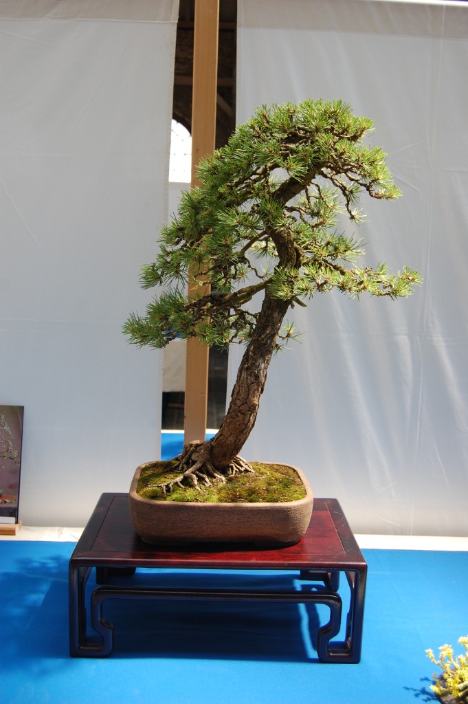 Pinus nigra