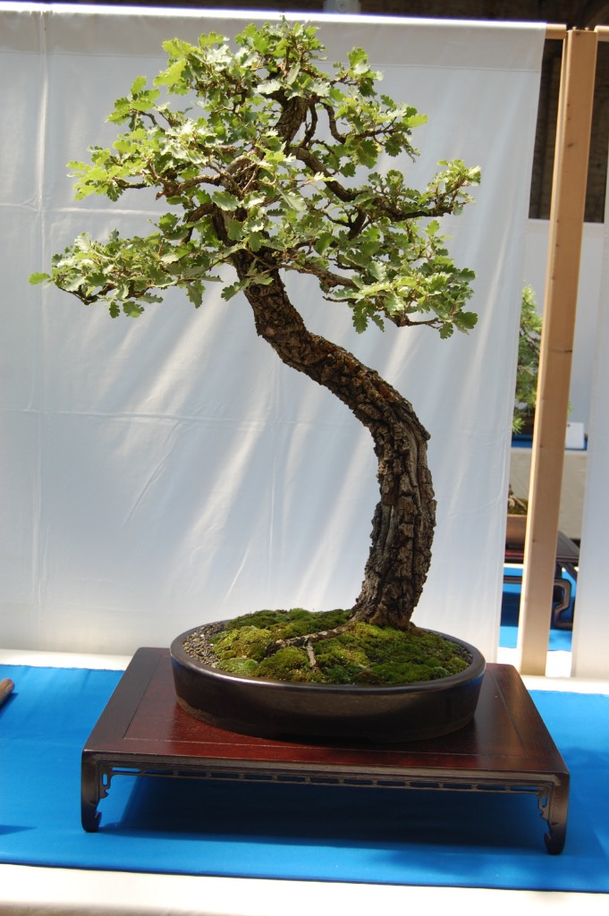 Quercus spec.