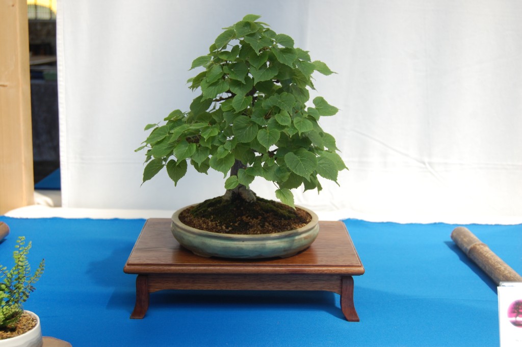 Tilia spec.