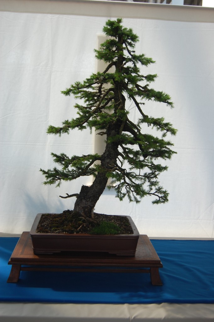 Picea abies