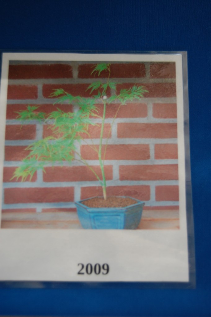 Acer palm. "Emerald Lace" Ausgangspflanze