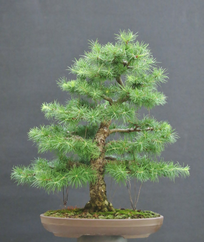 Larix 29.06.2019.JPG