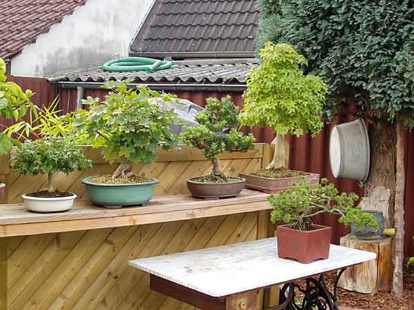 Bonsairegal im Garten